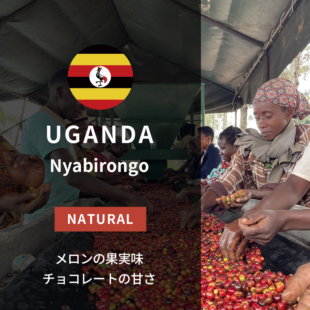 灼熱のアフリカ Uganda Nyabirongo Natural(24/25年クロップ) | ORIGIN COUNTRIES for